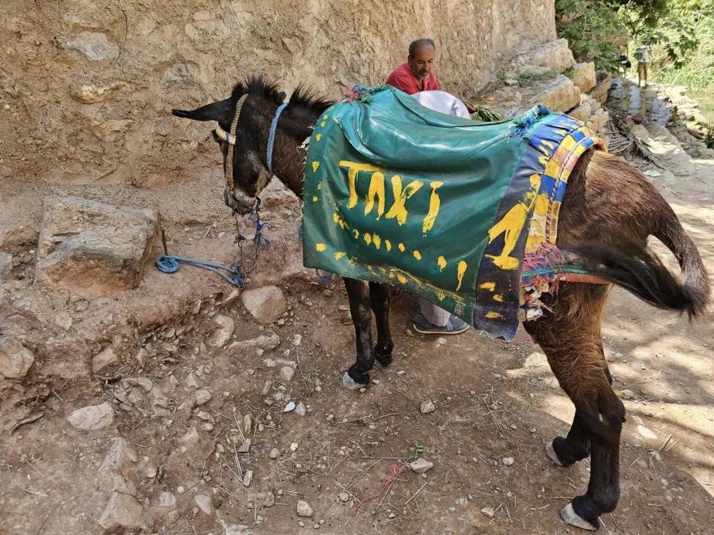 Cruising with Danny and Peter, Holland America Line, Nieuw Statendam, Agadir Morocco Adventure | A vibrant collage capturing a day in Agadir, Morocco, during a Holland America Nieuw Statendam cruise: the white façade and green-tiled minaret of Mosque Mohammed V gleaming under the sun; the bustling Agadir Marina with yachts bobbing in the harbor and golden beach sands stretching toward the Anti-Atlas Mountains; the historic Agadir Oufella kasbah ruins on a hill overlooking the sparkling Atlantic; Sven riding a camel along a scenic path with a Berber handler; the colorful chaos of Souk El Had market with stalls of spices, rugs, and jewelry; the lush Paradise Valley oasis with palm trees, clear pools, and tiny fish nibbling at feet; and an aromatic garden with Moroccan bread, argan oil, and mint tea under a shaded canopy.