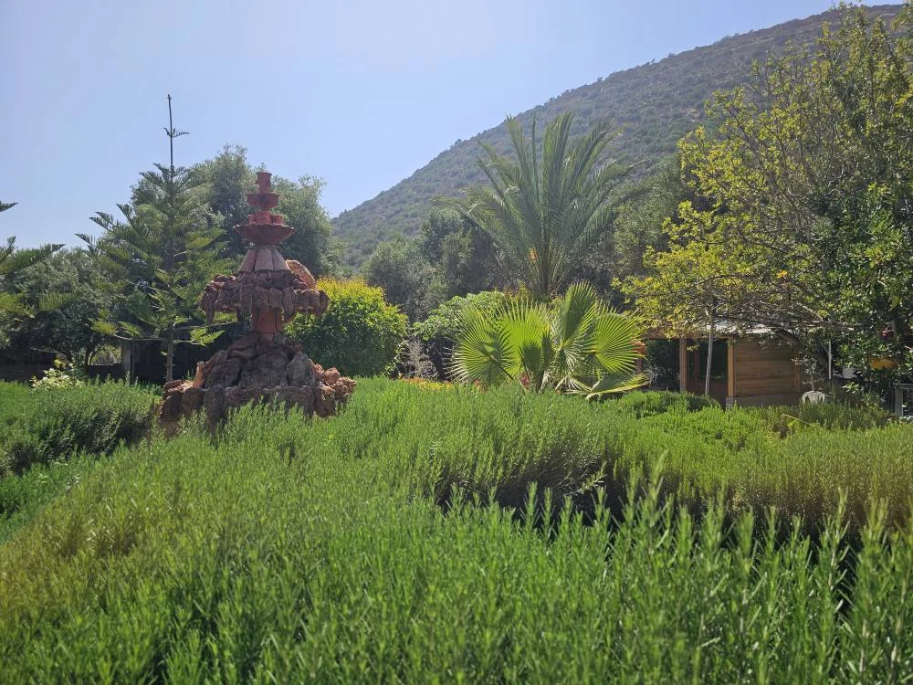 Cruising with Danny and Peter, Holland America Line, Nieuw Statendam, Agadir Morocco Adventure | A vibrant collage capturing a day in Agadir, Morocco, during a Holland America Nieuw Statendam cruise: the white façade and green-tiled minaret of Mosque Mohammed V gleaming under the sun; the bustling Agadir Marina with yachts bobbing in the harbor and golden beach sands stretching toward the Anti-Atlas Mountains; the historic Agadir Oufella kasbah ruins on a hill overlooking the sparkling Atlantic; Sven riding a camel along a scenic path with a Berber handler; the colorful chaos of Souk El Had market with stalls of spices, rugs, and jewelry; the lush Paradise Valley oasis with palm trees, clear pools, and tiny fish nibbling at feet; and an aromatic garden with Moroccan bread, argan oil, and mint tea under a shaded canopy.