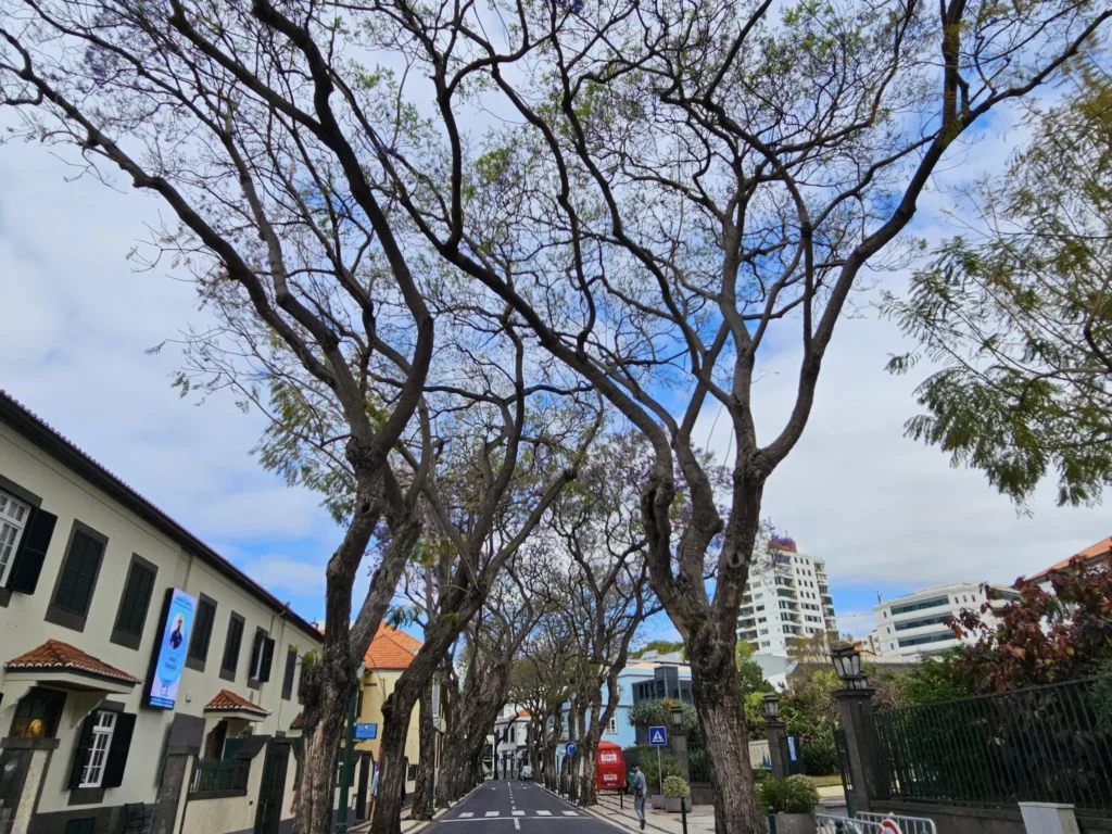 Cruising with Danny and Peter, Holland America Line, Nieuw Statendam, Funchal, Madeira. Portugal, History Adventure | A vibrant collage capturing a day in Funchal, Madeira: a sleek trike navigates winding roads with lush green hills in the background; the panoramic view from Pico dos Barcelos showcases Funchal Bay and the Desertas Islands under a clear sky; Cascata dos Anjos waterfall cascades from cliffs onto a road, surrounded by verdant greenery; Praia da Madalena do Mar’s pebbled beach and black volcanic sand meet gentle waves with towering cliffs above; the misty Valley of the Nuns nestles between rugged mountains, dotted with stone houses and chestnut groves; Cabo Girão’s glass-bottomed skywalk reveals a dizzying drop to the Atlantic and terraced fields below; a plate of warm bolo do caco flatbread filled with steak sits on a café table in Funchal’s colorful old town; the CR7 Museum displays Cristiano Ronaldo’s trophies and jerseys with a waterfront view of the Nieuw Statendam; and Nami Sushi Bar’s elegant sushi platter gleams under soft lighting aboard the ship.