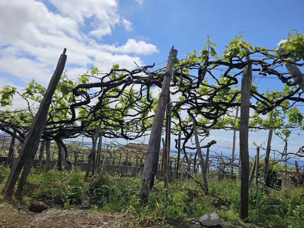 Cruising with Danny and Peter, Holland America Line, Nieuw Statendam, Funchal, Madeira. Portugal, History Adventure | A vibrant collage capturing a day in Funchal, Madeira: a sleek trike navigates winding roads with lush green hills in the background; the panoramic view from Pico dos Barcelos showcases Funchal Bay and the Desertas Islands under a clear sky; Cascata dos Anjos waterfall cascades from cliffs onto a road, surrounded by verdant greenery; Praia da Madalena do Mar’s pebbled beach and black volcanic sand meet gentle waves with towering cliffs above; the misty Valley of the Nuns nestles between rugged mountains, dotted with stone houses and chestnut groves; Cabo Girão’s glass-bottomed skywalk reveals a dizzying drop to the Atlantic and terraced fields below; a plate of warm bolo do caco flatbread filled with steak sits on a café table in Funchal’s colorful old town; the CR7 Museum displays Cristiano Ronaldo’s trophies and jerseys with a waterfront view of the Nieuw Statendam; and Nami Sushi Bar’s elegant sushi platter gleams under soft lighting aboard the ship.