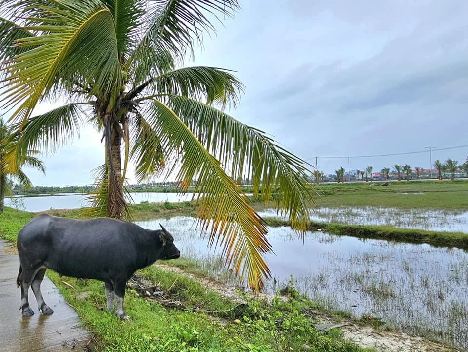 Cruising with Danny and Peter, Holland America Line, Westerdam, Da Nang, Hue, Hoi An, Vietnam, Hoi An Travel Guide: 10 Unmissable Adventures | Collage of a Hội An Travel Guide adventure: Tourists enjoying a Basket Boat Ride through Cam Thanh Eco-Village’s lush waterways, local farmers tending organic herbs at Tra Que Village showcasing Vietnamese Culture, the historic Japanese Bridge in Hội An Old Town, a close-up of creamy Egg Coffee from Vietnamese Cuisine, vibrant Lantern-Lit Streets glowing at night, and a scenic view from a Da Nang Day Trip to kick off this unforgettable journey.