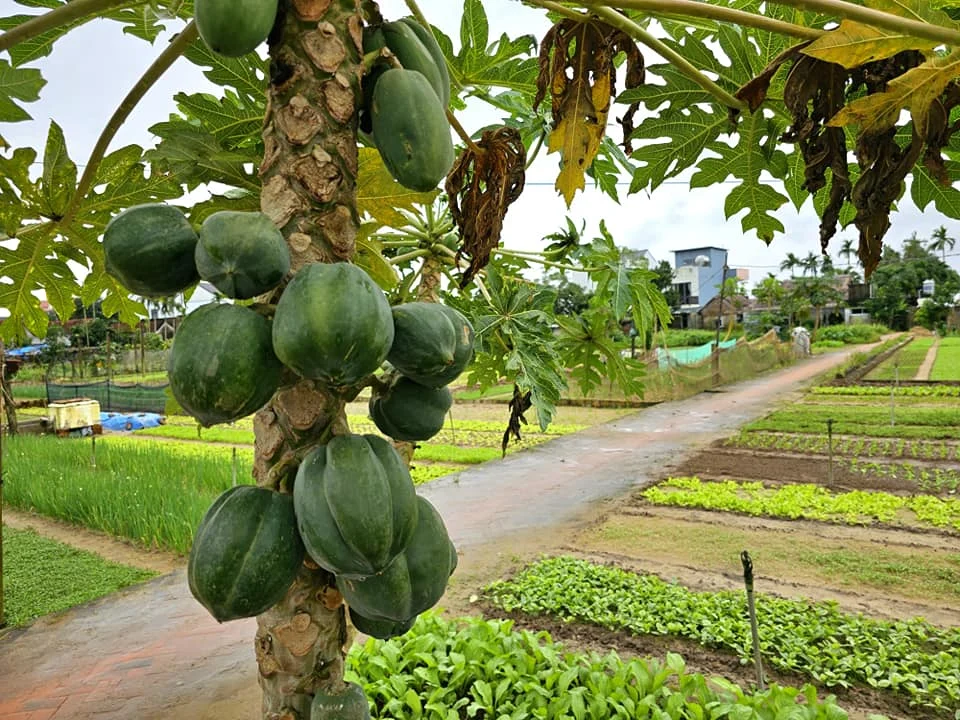 Cruising with Danny and Peter, Holland America Line, Westerdam, Da Nang, Hue, Hoi An, Vietnam, Hoi An Travel Guide: 10 Unmissable Adventures | Collage of a Hội An Travel Guide adventure: Tourists enjoying a Basket Boat Ride through Cam Thanh Eco-Village’s lush waterways, local farmers tending organic herbs at Tra Que Village showcasing Vietnamese Culture, the historic Japanese Bridge in Hội An Old Town, a close-up of creamy Egg Coffee from Vietnamese Cuisine, vibrant Lantern-Lit Streets glowing at night, and a scenic view from a Da Nang Day Trip to kick off this unforgettable journey.