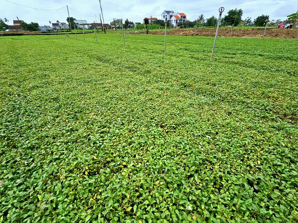 Cruising with Danny and Peter, Holland America Line, Westerdam, Da Nang, Hue, Hoi An, Vietnam, Hoi An Travel Guide: 10 Unmissable Adventures | Collage of a Hội An Travel Guide adventure: Tourists enjoying a Basket Boat Ride through Cam Thanh Eco-Village’s lush waterways, local farmers tending organic herbs at Tra Que Village showcasing Vietnamese Culture, the historic Japanese Bridge in Hội An Old Town, a close-up of creamy Egg Coffee from Vietnamese Cuisine, vibrant Lantern-Lit Streets glowing at night, and a scenic view from a Da Nang Day Trip to kick off this unforgettable journey.