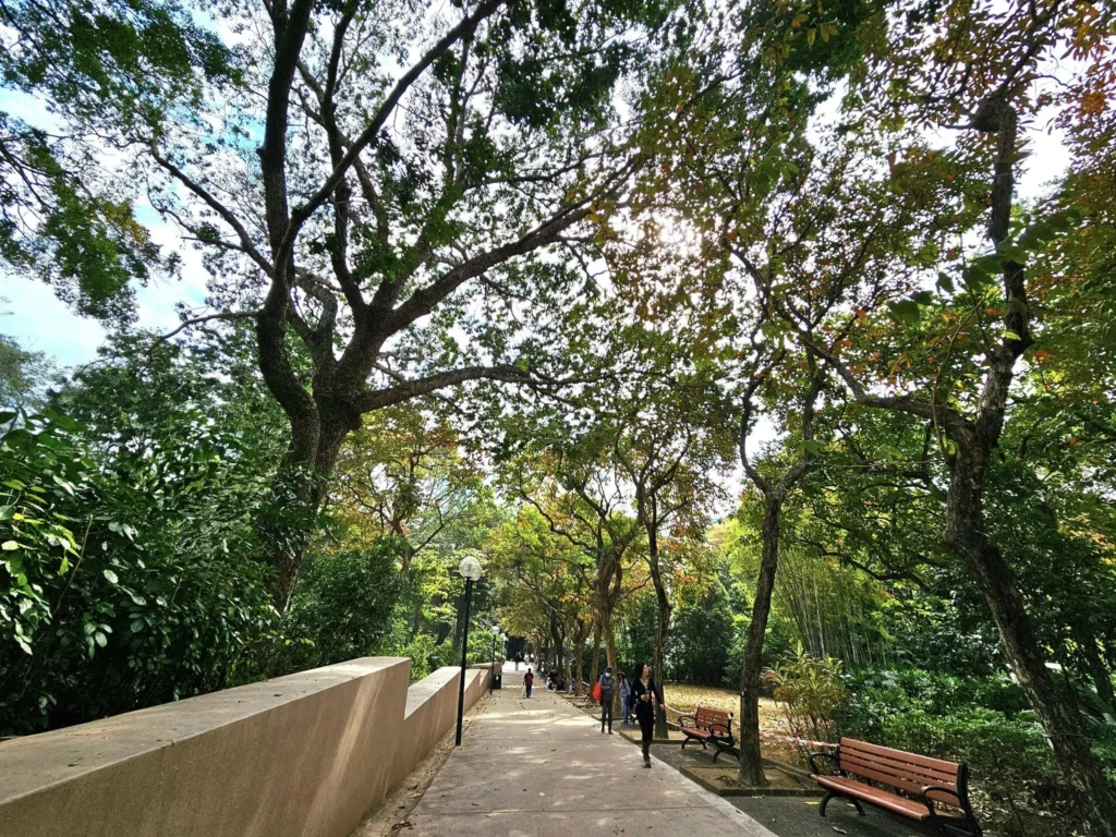 A Journey to Remember: Our Tsim Sha Tsui Travel Experience Aboard the Westerdam and Beyond 38 Cruising with Danny and Peter, Holland America Line, Westerdam, Hong Kong, China, Tsim Sha Tsui Travel Experience | Reliving our Tsim Sha Tsui Travel Experience: savoring Local Hong Kong Food like creamy eggs and sweet bacon, admiring the Hong Kong Skyline from Tsim Sha Tsui Promenade, bidding farewell to the Westerdam Cruise on a Harbor Tour Hong Kong across Victoria Harbour, exploring Hong Kong Shopping in vibrant markets and boutiques, and marveling at Hong Kong Night Lights illuminating the skyline from our hotel in Tsim Sha Tsui.