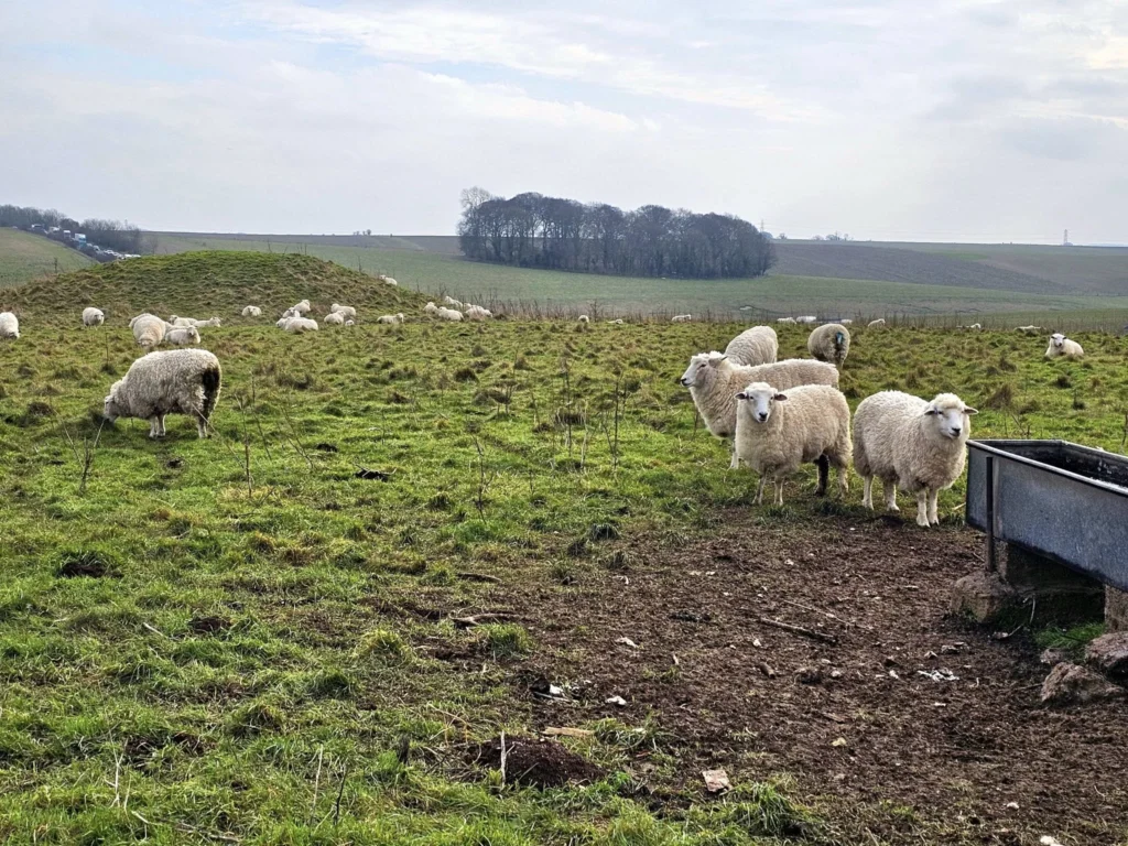 Cruising with Danny and Peter, MSC Cruises, MSC Preziosa, Southamton, London, England, United Kingdom, Stonehenge & Salisbury Tour, A breathtaking view of the Ancient Stone Circle at Stonehenge, showcasing its massive standing stones against the backdrop of the Wiltshire Countryside Trip. Visitors exploring this iconic Neolithic Monument Visit, a renowned UNESCO Heritage Site, as part of the MSC Preziosa Stonehenge and Salisbury Excursion. The towering spire of Salisbury Cathedral, the highlight of the Salisbury Cathedral Tour, stands majestically, housing the historic Magna Carta Exhibit. A scenic drive through the charming English villages on the English Countryside Tour, leading to a fascinating Medieval Town Exploration in Salisbury. This Southampton Shore Excursion offers an unforgettable journey through Historic England Landmarks, blending ancient wonders with medieval splendor.