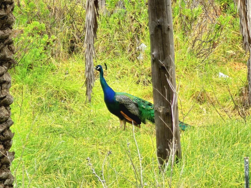 Cruising with Danny and Peter, Holland America Line, Nieuw Statendam, Ceuta, Spanish Morocco, Spain | Travelers on a Ceuta Heritage Tour with Holland America Line explore the historic Royal Walls and enjoy breathtaking panoramic views, while savoring North African dishes at Cafeteria Rotterdam during their Mediterranean culinary journey.