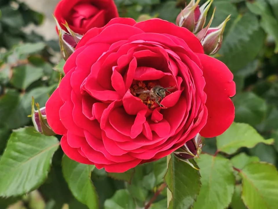 Cruising with Danny and Peter, Holland America Line, Nieuw Statendam, Ceuta, Spanish Morocco, Spain | Travelers on a Ceuta Heritage Tour with Holland America Line explore the historic Royal Walls and enjoy breathtaking panoramic views, while savoring North African dishes at Cafeteria Rotterdam during their Mediterranean culinary journey.