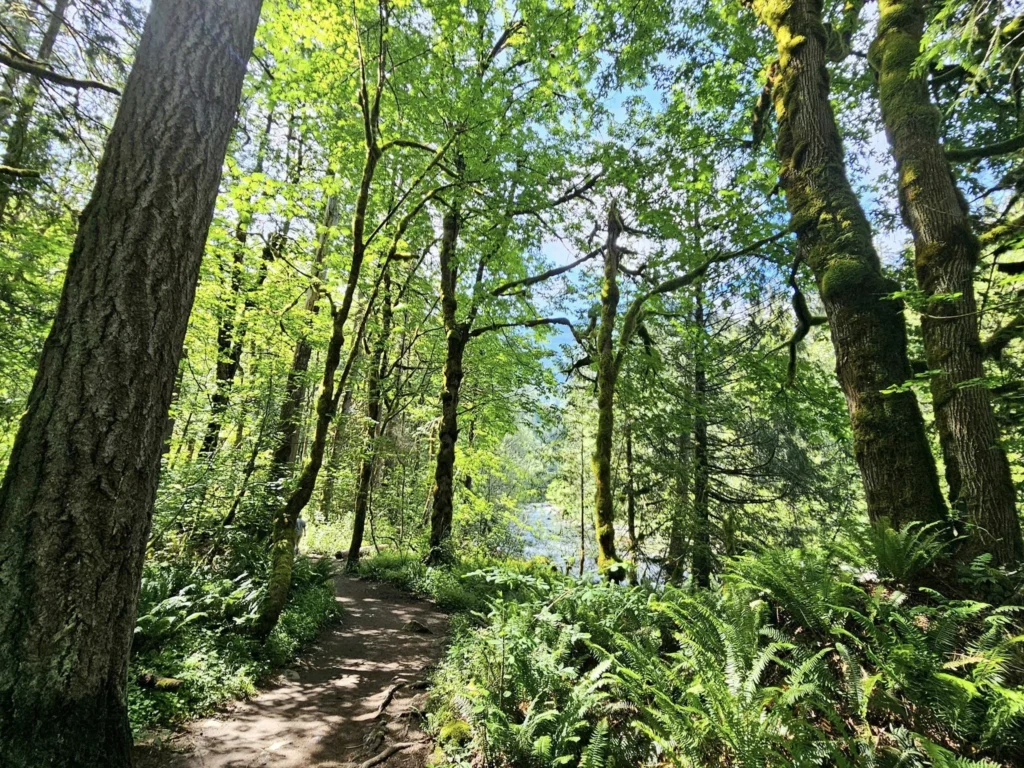 Cruising with Danny and Peter, Holland America Line, Westerdam, Seattle, Washington, United States, Day Trip Waterfalls History | A vibrant collage captures a day in Seattle’s Pacific Northwest Waterfalls Tour, showcasing Pike Place Market’s bustling scene with fishmongers tossing salmon and colorful flower stalls under the iconic red neon sign, set against Puget Sound’s waterfront; Twin Falls cascading over mossy cliffs into a misty pool, surrounded by old-growth evergreens in Olallie State Park, with sunlight filtering through the canopy; North Bend’s retro Twin Peaks diner with its glowing neon sign and quaint main street, framed by rolling hills and the Cascade Mountains; the majestic 270-foot Snoqualmie Falls roaring into a misty pool, with rainbows shimmering in the sunlight and a wooden viewing platform overlooking the lush Snoqualmie Valley; Snoqualmie’s historic district, featuring the Northwest Railway Museum’s vintage locomotives and charming shops lined with old-fashioned street lamps; Borst Lake’s serene waters reflecting Mount Si’s snow-capped peak, with a heron at the edge and evergreen forests under a soft morning mist; and the Museum of Flight’s sleek Concorde and Air Force One jets displayed in a spacious hangar, alongside interactive simulators and a replica of the International Space Station, showcasing Seattle’s aviation heritage.