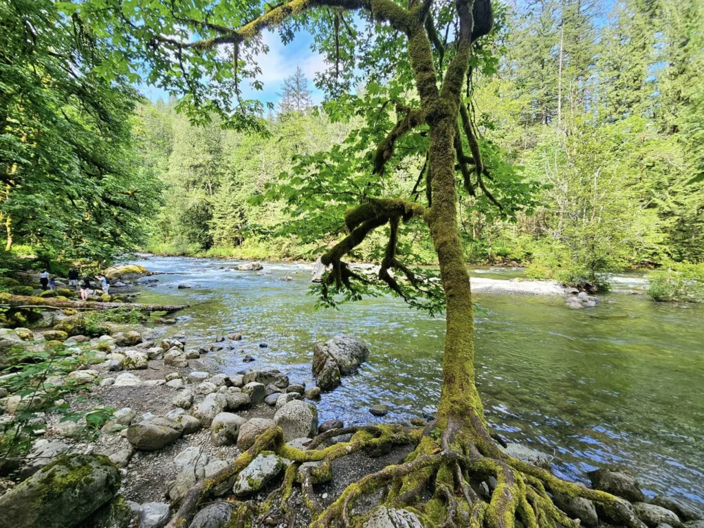 Cruising with Danny and Peter, Holland America Line, Westerdam, Seattle, Washington, United States, Day Trip Waterfalls History | A vibrant collage captures a day in Seattle’s Pacific Northwest Waterfalls Tour, showcasing Pike Place Market’s bustling scene with fishmongers tossing salmon and colorful flower stalls under the iconic red neon sign, set against Puget Sound’s waterfront; Twin Falls cascading over mossy cliffs into a misty pool, surrounded by old-growth evergreens in Olallie State Park, with sunlight filtering through the canopy; North Bend’s retro Twin Peaks diner with its glowing neon sign and quaint main street, framed by rolling hills and the Cascade Mountains; the majestic 270-foot Snoqualmie Falls roaring into a misty pool, with rainbows shimmering in the sunlight and a wooden viewing platform overlooking the lush Snoqualmie Valley; Snoqualmie’s historic district, featuring the Northwest Railway Museum’s vintage locomotives and charming shops lined with old-fashioned street lamps; Borst Lake’s serene waters reflecting Mount Si’s snow-capped peak, with a heron at the edge and evergreen forests under a soft morning mist; and the Museum of Flight’s sleek Concorde and Air Force One jets displayed in a spacious hangar, alongside interactive simulators and a replica of the International Space Station, showcasing Seattle’s aviation heritage.