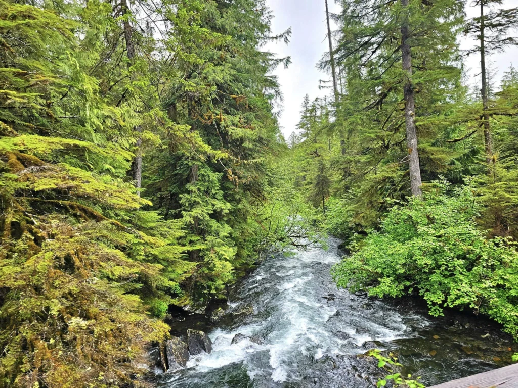 Cruising with Danny and Peter, Holland America Line, Westerdam, Ketchikan, Alaska, United States, Adventure History Thrills | A vibrant collage capturing the Ketchikan Adventure Tour in Alaska, featuring a dynamic log-rolling contest at the Great Alaskan Lumberjack Show with lumberjacks in plaid shirts balancing on a floating log, a rugged UTV navigating a muddy trail through the Tongass National Forest with George Inlet Fjords’ turquoise waters in view, a serene scenic cruise along the Inside Passage with a bald eagle soaring above mist-covered mountains, and a cozy scene at George Inlet Lodge with a rustic table set with craft beers, creamy crab chowder, hot Dungeness crab, and blueberry cheesecake. In the background, Ketchikan’s historic Creek Street showcases colorful buildings on stilts and a Tlingit totem pole, framed by lush greenery and rugged Alaskan peaks, embodying the city’s thrilling adventures and rich cultural heritage.