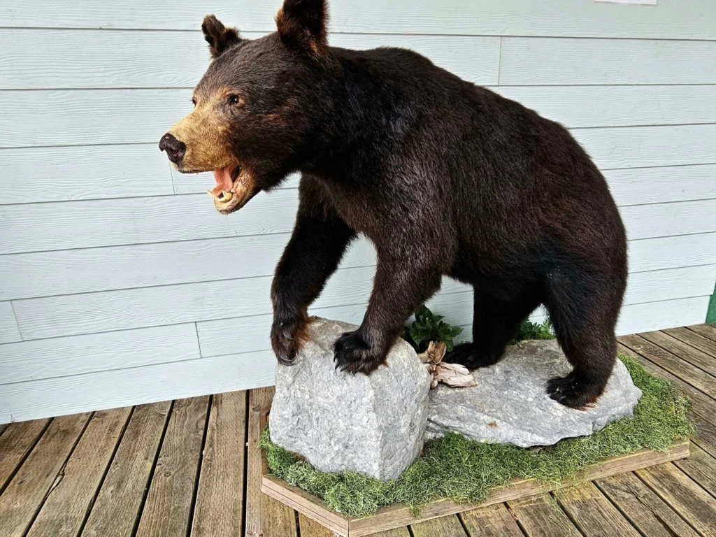 Cruising with Danny and Peter, Holland America Line, Westerdam, Ketchikan, Alaska, United States, Adventure History Thrills | A vibrant collage capturing the Ketchikan Adventure Tour in Alaska, featuring a dynamic log-rolling contest at the Great Alaskan Lumberjack Show with lumberjacks in plaid shirts balancing on a floating log, a rugged UTV navigating a muddy trail through the Tongass National Forest with George Inlet Fjords’ turquoise waters in view, a serene scenic cruise along the Inside Passage with a bald eagle soaring above mist-covered mountains, and a cozy scene at George Inlet Lodge with a rustic table set with craft beers, creamy crab chowder, hot Dungeness crab, and blueberry cheesecake. In the background, Ketchikan’s historic Creek Street showcases colorful buildings on stilts and a Tlingit totem pole, framed by lush greenery and rugged Alaskan peaks, embodying the city’s thrilling adventures and rich cultural heritage.