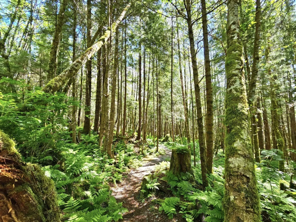 Cruising with Danny and Peter, Holland America Line, Westerdam, Sitka, Alaska, United States | Biking the scenic Sitka Cross Trail through lush Alaskan forests, capturing Sitka's natural beauty and outdoor adventure; a whale breaching in Whale Park, showcasing Sitka Alaska's wildlife; a majestic eagle soaring above, symbolizing the rich wildlife; and an intricate Tlingit totem pole representing the cultural heritage of Sitka, Alaska, all set against the stunning coastal landscape of this Alaskan gem.