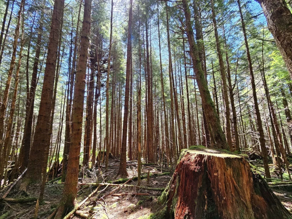 Cruising with Danny and Peter, Holland America Line, Westerdam, Sitka, Alaska, United States | Biking the scenic Sitka Cross Trail through lush Alaskan forests, capturing Sitka's natural beauty and outdoor adventure; a whale breaching in Whale Park, showcasing Sitka Alaska's wildlife; a majestic eagle soaring above, symbolizing the rich wildlife; and an intricate Tlingit totem pole representing the cultural heritage of Sitka, Alaska, all set against the stunning coastal landscape of this Alaskan gem.