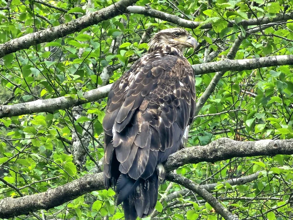 Cruising with Danny and Peter, Holland America Line, Westerdam, Sitka, Alaska, United States | Biking the scenic Sitka Cross Trail through lush Alaskan forests, capturing Sitka's natural beauty and outdoor adventure; a whale breaching in Whale Park, showcasing Sitka Alaska's wildlife; a majestic eagle soaring above, symbolizing the rich wildlife; and an intricate Tlingit totem pole representing the cultural heritage of Sitka, Alaska, all set against the stunning coastal landscape of this Alaskan gem.