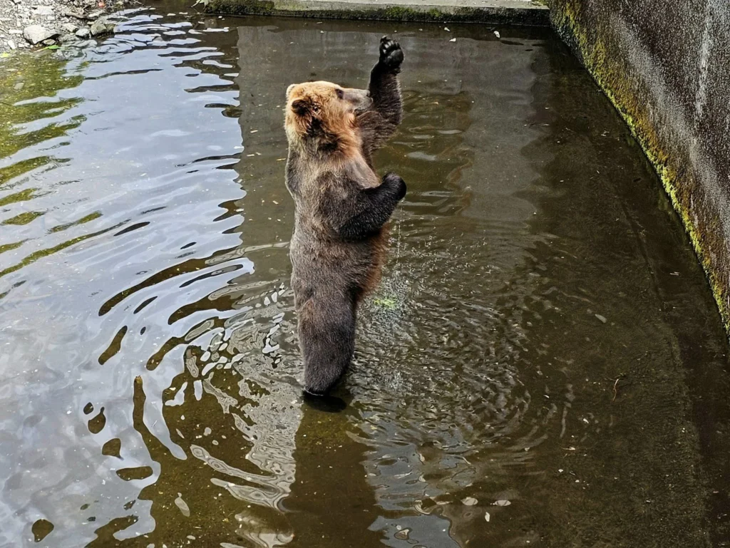 Cruising with Danny and Peter, Holland America Line, Westerdam, Sitka, Alaska, United States | Biking the scenic Sitka Cross Trail through lush Alaskan forests, capturing Sitka's natural beauty and outdoor adventure; a whale breaching in Whale Park, showcasing Sitka Alaska's wildlife; a majestic eagle soaring above, symbolizing the rich wildlife; and an intricate Tlingit totem pole representing the cultural heritage of Sitka, Alaska, all set against the stunning coastal landscape of this Alaskan gem.