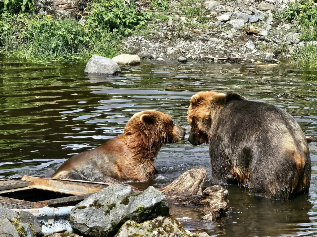 Cruising with Danny and Peter, Holland America Line, Westerdam, Sitka, Alaska, United States | Biking the scenic Sitka Cross Trail through lush Alaskan forests, capturing Sitka's natural beauty and outdoor adventure; a whale breaching in Whale Park, showcasing Sitka Alaska's wildlife; a majestic eagle soaring above, symbolizing the rich wildlife; and an intricate Tlingit totem pole representing the cultural heritage of Sitka, Alaska, all set against the stunning coastal landscape of this Alaskan gem.