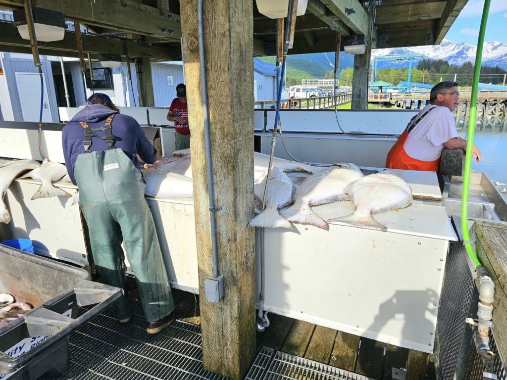 Cruising with Danny and Peter, Holland America Line, Westerdam, Prince William Sound, Valdez, Alaska, United States | A serene panorama of Prince William Sound at dawn, with the luxurious Westerdam cruise ship gliding through calm waters, surrounded by snow-capped mountains and glowing glaciers under a soft pink sky. Humpback whales breach the surface, their tails splashing against the reflective water, while sea otters float playfully in kelp beds and a bald eagle soars overhead. In Valdez Glacier Lake, vibrant blue icebergs drift peacefully, with kayakers in colorful kayaks paddling through the icy maze, dwarfed by the towering Valdez Glacier’s rugged ice face in the background. The Westerdam’s elegant deck features passengers enjoying a gourmet breakfast with panoramic views of the Alaskan wilderness, capturing the harmonious blend of luxury and nature.