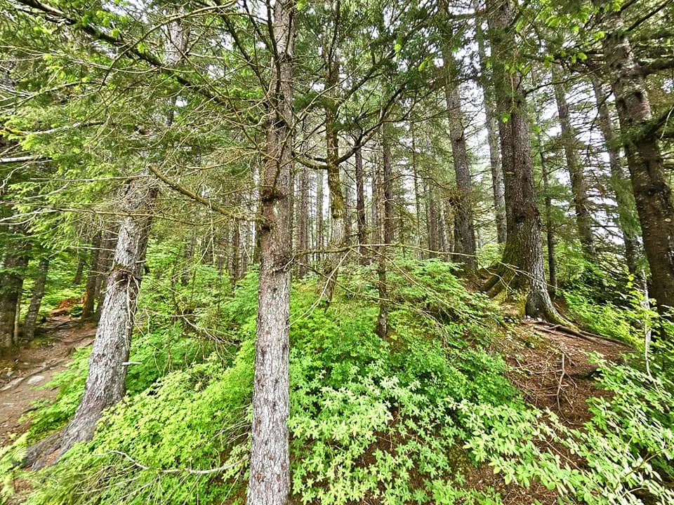 Cruising with Danny and Peter, Holland America Line, Westerdam, Seward, Alaska, United States | A panoramic view of Seward Harbor with rugged cliffs and serene waters, capturing Alaska's wilderness on a photography adventure. Travelers document vibrant wildflowers and snow-capped peaks in Chugach National Forest during an Alaska wilderness cruise. Historical remnants of the 1890 Gold Rush in Seward, including old mining equipment in lush alpine meadows, offer perfect scenes for photography enthusiasts. A majestic bald eagle soars over the tranquil waters of Seward Harbor, while senior-friendly guided tours explore accessible trails amidst stunning natural landscapes.
