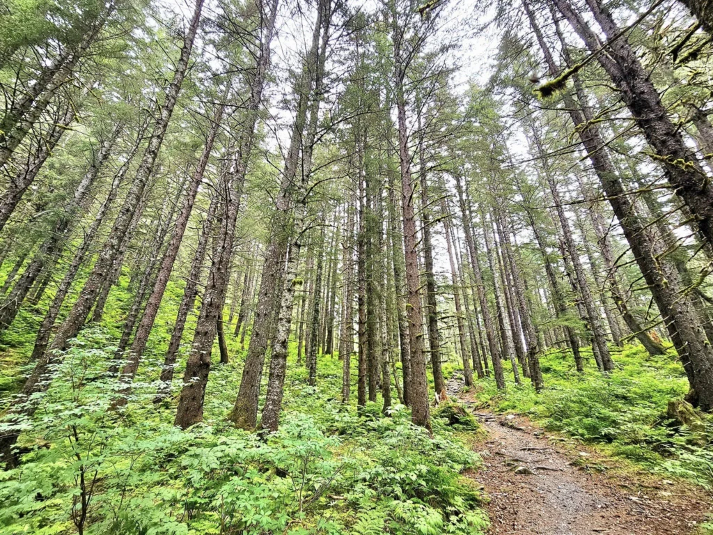Cruising with Danny and Peter, Holland America Line, Westerdam, Seward, Alaska, United States | A panoramic view of Seward Harbor with rugged cliffs and serene waters, capturing Alaska's wilderness on a photography adventure. Travelers document vibrant wildflowers and snow-capped peaks in Chugach National Forest during an Alaska wilderness cruise. Historical remnants of the 1890 Gold Rush in Seward, including old mining equipment in lush alpine meadows, offer perfect scenes for photography enthusiasts. A majestic bald eagle soars over the tranquil waters of Seward Harbor, while senior-friendly guided tours explore accessible trails amidst stunning natural landscapes.