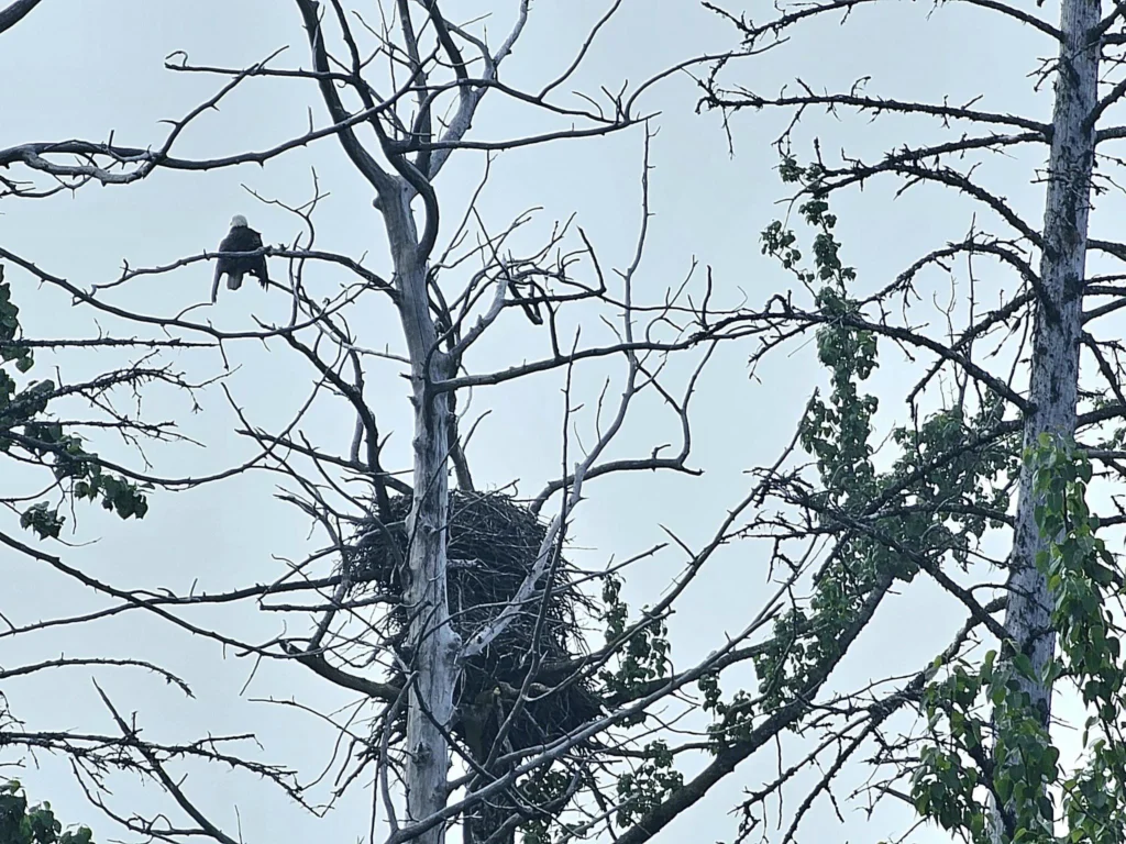 Cruising with Danny and Peter, Holland America Line, Westerdam, Seward, Alaska, United States | A panoramic view of Seward Harbor with rugged cliffs and serene waters, capturing Alaska's wilderness on a photography adventure. Travelers document vibrant wildflowers and snow-capped peaks in Chugach National Forest during an Alaska wilderness cruise. Historical remnants of the 1890 Gold Rush in Seward, including old mining equipment in lush alpine meadows, offer perfect scenes for photography enthusiasts. A majestic bald eagle soars over the tranquil waters of Seward Harbor, while senior-friendly guided tours explore accessible trails amidst stunning natural landscapes.