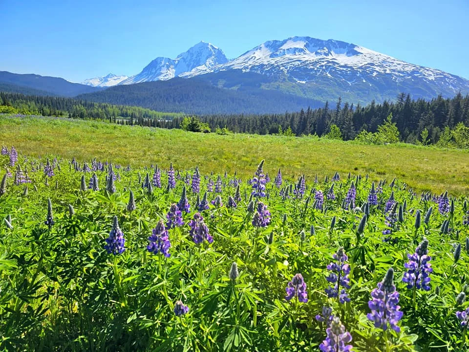 Cruising with Danny and Peter, Holland America Line, Westerdam, Seward, Alaska, United States | A panoramic view of Seward Harbor with rugged cliffs and serene waters, capturing Alaska's wilderness on a photography adventure. Travelers document vibrant wildflowers and snow-capped peaks in Chugach National Forest during an Alaska wilderness cruise. Historical remnants of the 1890 Gold Rush in Seward, including old mining equipment in lush alpine meadows, offer perfect scenes for photography enthusiasts. A majestic bald eagle soars over the tranquil waters of Seward Harbor, while senior-friendly guided tours explore accessible trails amidst stunning natural landscapes.