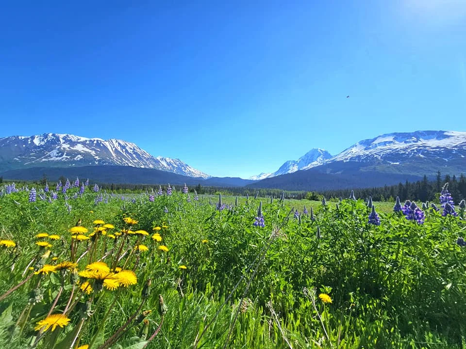 Cruising with Danny and Peter, Holland America Line, Westerdam, Seward, Alaska, United States | A panoramic view of Seward Harbor with rugged cliffs and serene waters, capturing Alaska's wilderness on a photography adventure. Travelers document vibrant wildflowers and snow-capped peaks in Chugach National Forest during an Alaska wilderness cruise. Historical remnants of the 1890 Gold Rush in Seward, including old mining equipment in lush alpine meadows, offer perfect scenes for photography enthusiasts. A majestic bald eagle soars over the tranquil waters of Seward Harbor, while senior-friendly guided tours explore accessible trails amidst stunning natural landscapes.