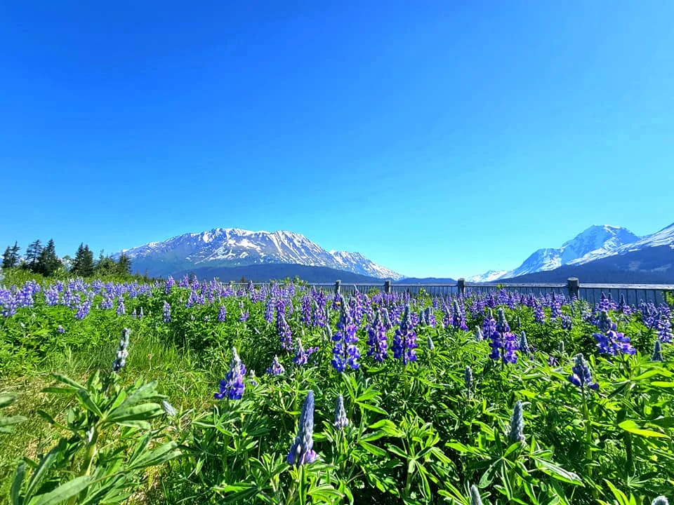 Cruising with Danny and Peter, Holland America Line, Westerdam, Seward, Alaska, United States | A panoramic view of Seward Harbor with rugged cliffs and serene waters, capturing Alaska's wilderness on a photography adventure. Travelers document vibrant wildflowers and snow-capped peaks in Chugach National Forest during an Alaska wilderness cruise. Historical remnants of the 1890 Gold Rush in Seward, including old mining equipment in lush alpine meadows, offer perfect scenes for photography enthusiasts. A majestic bald eagle soars over the tranquil waters of Seward Harbor, while senior-friendly guided tours explore accessible trails amidst stunning natural landscapes.