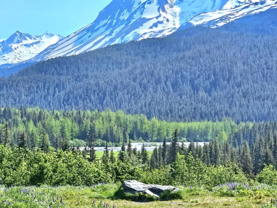 Cruising with Danny and Peter, Holland America Line, Westerdam, Seward, Alaska, United States | A panoramic view of Seward Harbor with rugged cliffs and serene waters, capturing Alaska's wilderness on a photography adventure. Travelers document vibrant wildflowers and snow-capped peaks in Chugach National Forest during an Alaska wilderness cruise. Historical remnants of the 1890 Gold Rush in Seward, including old mining equipment in lush alpine meadows, offer perfect scenes for photography enthusiasts. A majestic bald eagle soars over the tranquil waters of Seward Harbor, while senior-friendly guided tours explore accessible trails amidst stunning natural landscapes.