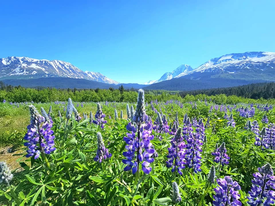 Cruising with Danny and Peter, Holland America Line, Westerdam, Seward, Alaska, United States | A panoramic view of Seward Harbor with rugged cliffs and serene waters, capturing Alaska's wilderness on a photography adventure. Travelers document vibrant wildflowers and snow-capped peaks in Chugach National Forest during an Alaska wilderness cruise. Historical remnants of the 1890 Gold Rush in Seward, including old mining equipment in lush alpine meadows, offer perfect scenes for photography enthusiasts. A majestic bald eagle soars over the tranquil waters of Seward Harbor, while senior-friendly guided tours explore accessible trails amidst stunning natural landscapes.