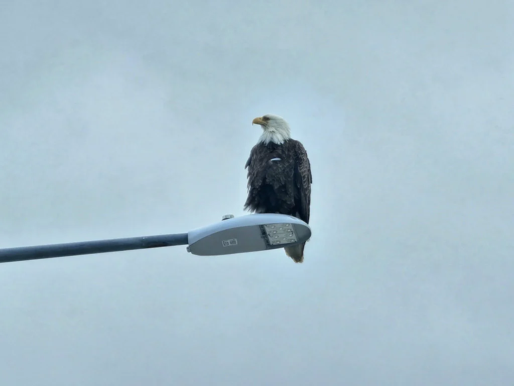 Cruising with Danny and Peter, Holland America Line, Westerdam, Dutch Harbor, Unlaska, Alaska, United States | Scenic view of Dutch Harbor Unalaska featuring rugged mountains and the Bering Sea, with a hiker on Mount Ballyhoo Trail, a majestic bald eagle soaring above, and the historic Russian Orthodox Church with its distinctive onion domes. Includes a fresh seafood dish representing local cuisine and a birdwatching spot at Unalaska Island Bird Sanctuary, capturing the charm of Unalaska's blend of natural beauty, wildlife, and cultural heritage.