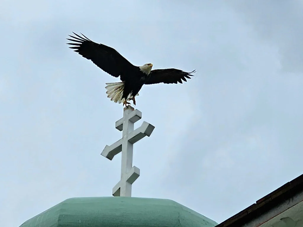 Cruising with Danny and Peter, Holland America Line, Westerdam, Dutch Harbor, Unlaska, Alaska, United States | Scenic view of Dutch Harbor Unalaska featuring rugged mountains and the Bering Sea, with a hiker on Mount Ballyhoo Trail, a majestic bald eagle soaring above, and the historic Russian Orthodox Church with its distinctive onion domes. Includes a fresh seafood dish representing local cuisine and a birdwatching spot at Unalaska Island Bird Sanctuary, capturing the charm of Unalaska's blend of natural beauty, wildlife, and cultural heritage.