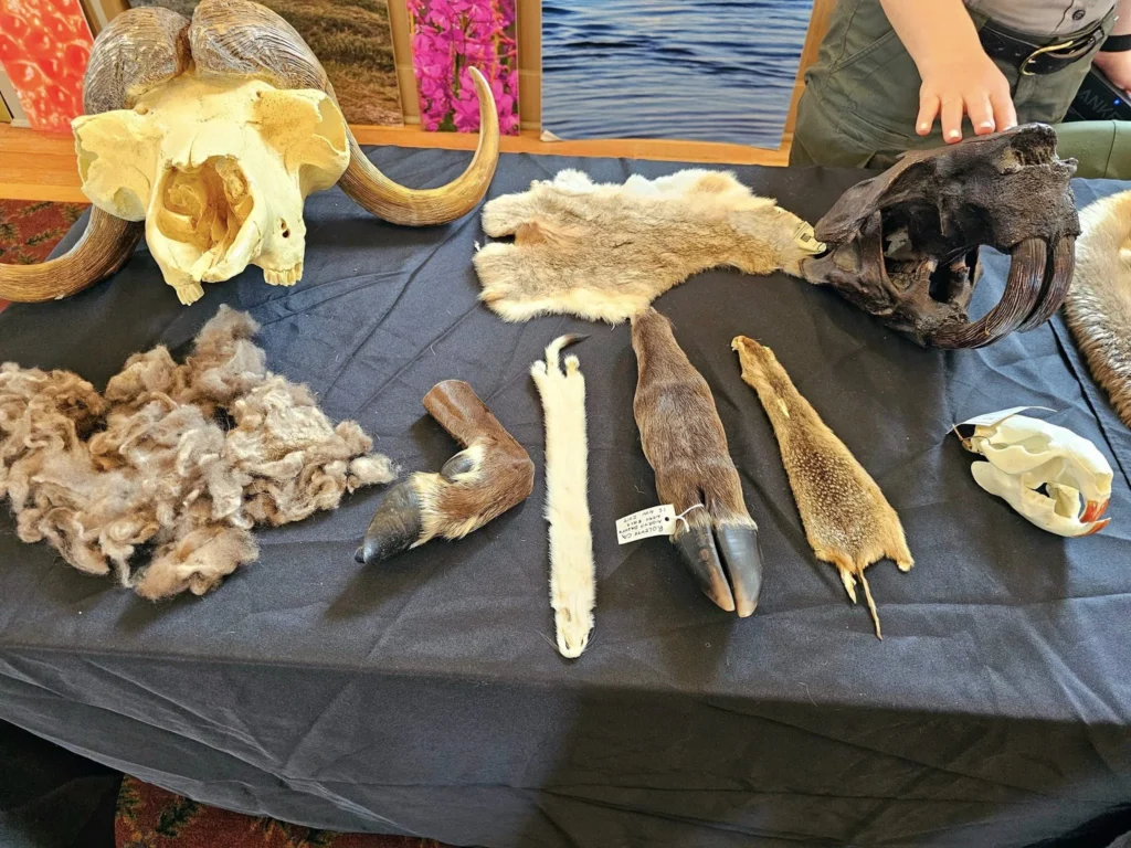 Discovering Newton Peak Hike in Nome, Alaska: A Comprehensive Adventure Guide 40 Cruising with Danny and Peter, Holland America Line, Westerdam, Nome, Alaska, United States | Scenic images of the Newton Peak Hike in Nome, Alaska, including the trailhead marking the start of the adventure, hikers ascending the challenging terrain, panoramic summit views of rolling hills and the Bering Sea, wildlife like curious squirrels and soaring birds along the trail, and vibrant wildflowers adding color to the rugged landscape.