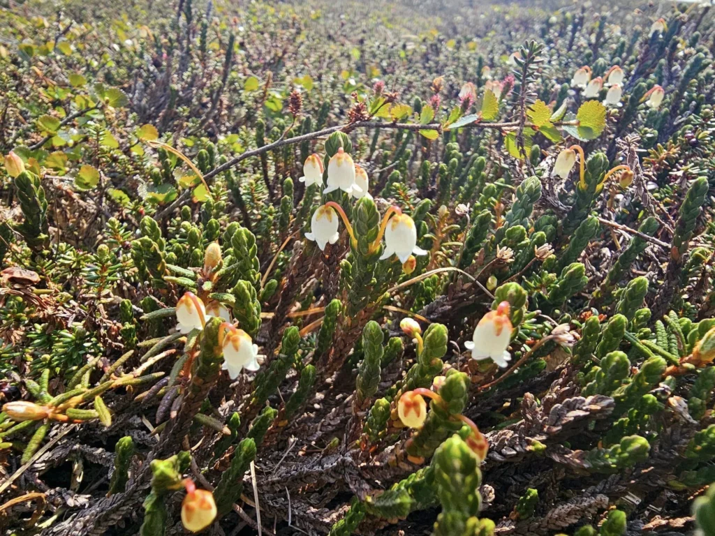 Discovering Newton Peak Hike in Nome, Alaska: A Comprehensive Adventure Guide 50 Cruising with Danny and Peter, Holland America Line, Westerdam, Nome, Alaska, United States | Scenic images of the Newton Peak Hike in Nome, Alaska, including the trailhead marking the start of the adventure, hikers ascending the challenging terrain, panoramic summit views of rolling hills and the Bering Sea, wildlife like curious squirrels and soaring birds along the trail, and vibrant wildflowers adding color to the rugged landscape.