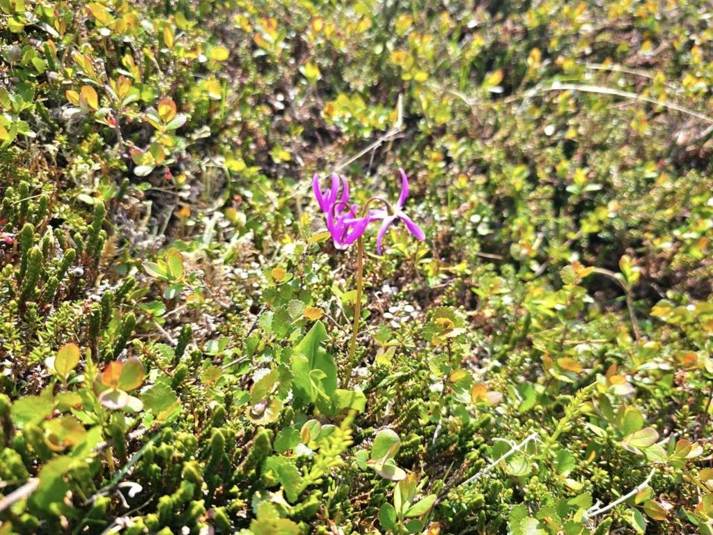Discovering Newton Peak Hike in Nome, Alaska: A Comprehensive Adventure Guide 52 Cruising with Danny and Peter, Holland America Line, Westerdam, Nome, Alaska, United States | Scenic images of the Newton Peak Hike in Nome, Alaska, including the trailhead marking the start of the adventure, hikers ascending the challenging terrain, panoramic summit views of rolling hills and the Bering Sea, wildlife like curious squirrels and soaring birds along the trail, and vibrant wildflowers adding color to the rugged landscape.
