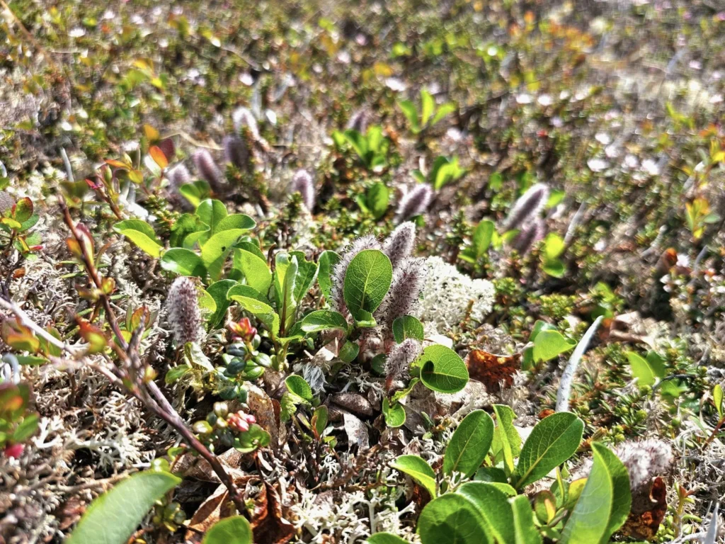 Discovering Newton Peak Hike in Nome, Alaska: A Comprehensive Adventure Guide 58 Cruising with Danny and Peter, Holland America Line, Westerdam, Nome, Alaska, United States | Scenic images of the Newton Peak Hike in Nome, Alaska, including the trailhead marking the start of the adventure, hikers ascending the challenging terrain, panoramic summit views of rolling hills and the Bering Sea, wildlife like curious squirrels and soaring birds along the trail, and vibrant wildflowers adding color to the rugged landscape.