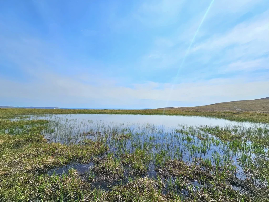 Discovering Newton Peak Hike in Nome, Alaska: A Comprehensive Adventure Guide 63 Cruising with Danny and Peter, Holland America Line, Westerdam, Nome, Alaska, United States | Scenic images of the Newton Peak Hike in Nome, Alaska, including the trailhead marking the start of the adventure, hikers ascending the challenging terrain, panoramic summit views of rolling hills and the Bering Sea, wildlife like curious squirrels and soaring birds along the trail, and vibrant wildflowers adding color to the rugged landscape.