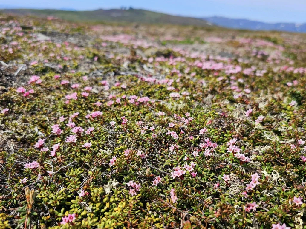 Discovering Newton Peak Hike in Nome, Alaska: A Comprehensive Adventure Guide 72 Cruising with Danny and Peter, Holland America Line, Westerdam, Nome, Alaska, United States | Scenic images of the Newton Peak Hike in Nome, Alaska, including the trailhead marking the start of the adventure, hikers ascending the challenging terrain, panoramic summit views of rolling hills and the Bering Sea, wildlife like curious squirrels and soaring birds along the trail, and vibrant wildflowers adding color to the rugged landscape.