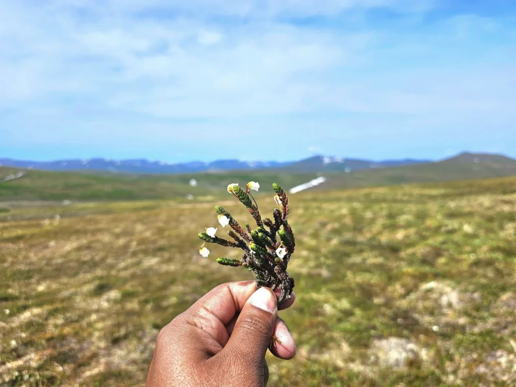 Discovering Newton Peak Hike in Nome, Alaska: A Comprehensive Adventure Guide 73 Cruising with Danny and Peter, Holland America Line, Westerdam, Nome, Alaska, United States | Scenic images of the Newton Peak Hike in Nome, Alaska, including the trailhead marking the start of the adventure, hikers ascending the challenging terrain, panoramic summit views of rolling hills and the Bering Sea, wildlife like curious squirrels and soaring birds along the trail, and vibrant wildflowers adding color to the rugged landscape.