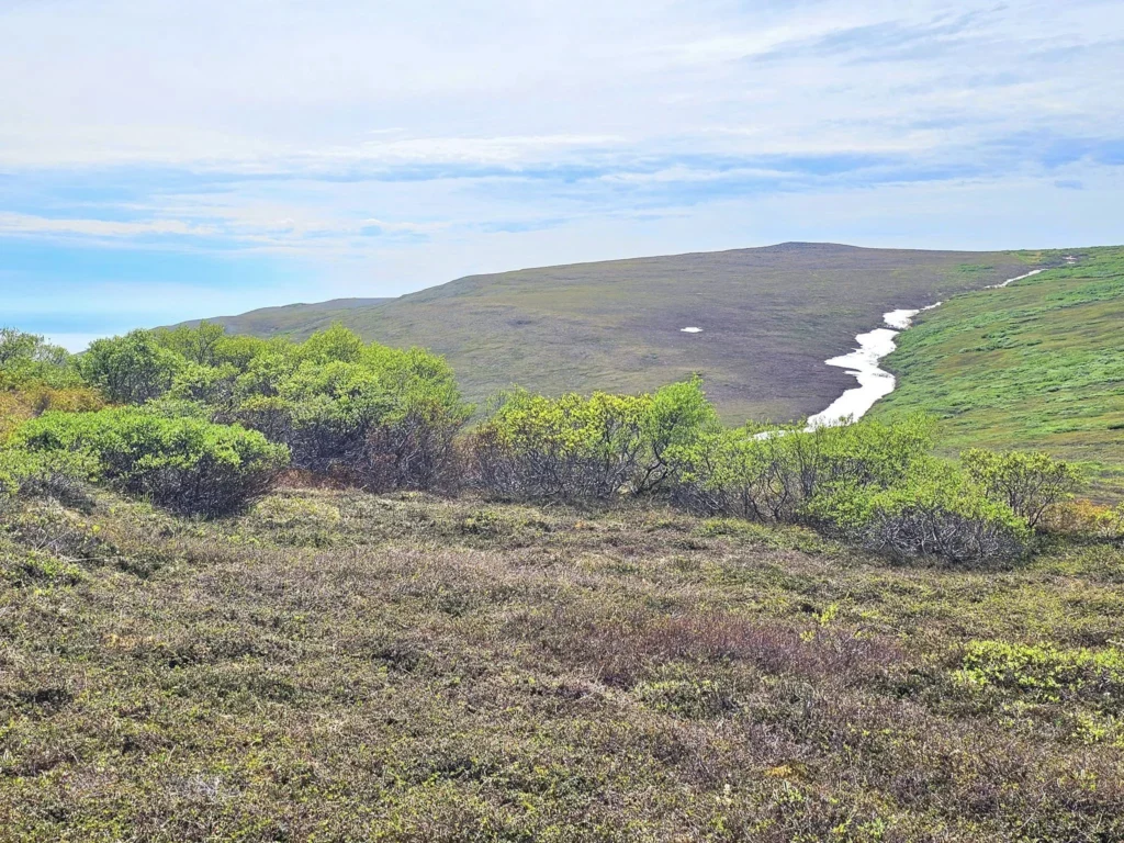 Discovering Newton Peak Hike in Nome, Alaska: A Comprehensive Adventure Guide 74 Cruising with Danny and Peter, Holland America Line, Westerdam, Nome, Alaska, United States | Scenic images of the Newton Peak Hike in Nome, Alaska, including the trailhead marking the start of the adventure, hikers ascending the challenging terrain, panoramic summit views of rolling hills and the Bering Sea, wildlife like curious squirrels and soaring birds along the trail, and vibrant wildflowers adding color to the rugged landscape.