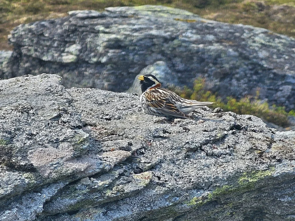 Discovering Newton Peak Hike in Nome, Alaska: A Comprehensive Adventure Guide 78 Cruising with Danny and Peter, Holland America Line, Westerdam, Nome, Alaska, United States | Scenic images of the Newton Peak Hike in Nome, Alaska, including the trailhead marking the start of the adventure, hikers ascending the challenging terrain, panoramic summit views of rolling hills and the Bering Sea, wildlife like curious squirrels and soaring birds along the trail, and vibrant wildflowers adding color to the rugged landscape.