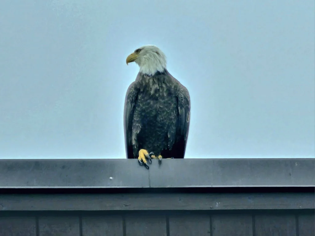 Cruising with Danny and Peter, Holland America Line, Westerdam, Kodiak, Alaska, United States | Explore Fort Abercrombie State Historical Park in Kodiak, Alaska, with views of WWII coastal defense remnants, the Observation Tower, and scenic Piedmont Point. Experience an exquisite dinner at Tamarind in the Pinnacle Grill aboard an Alaska Arctic Circle Solstice cruise, featuring Asian-inspired cuisine.