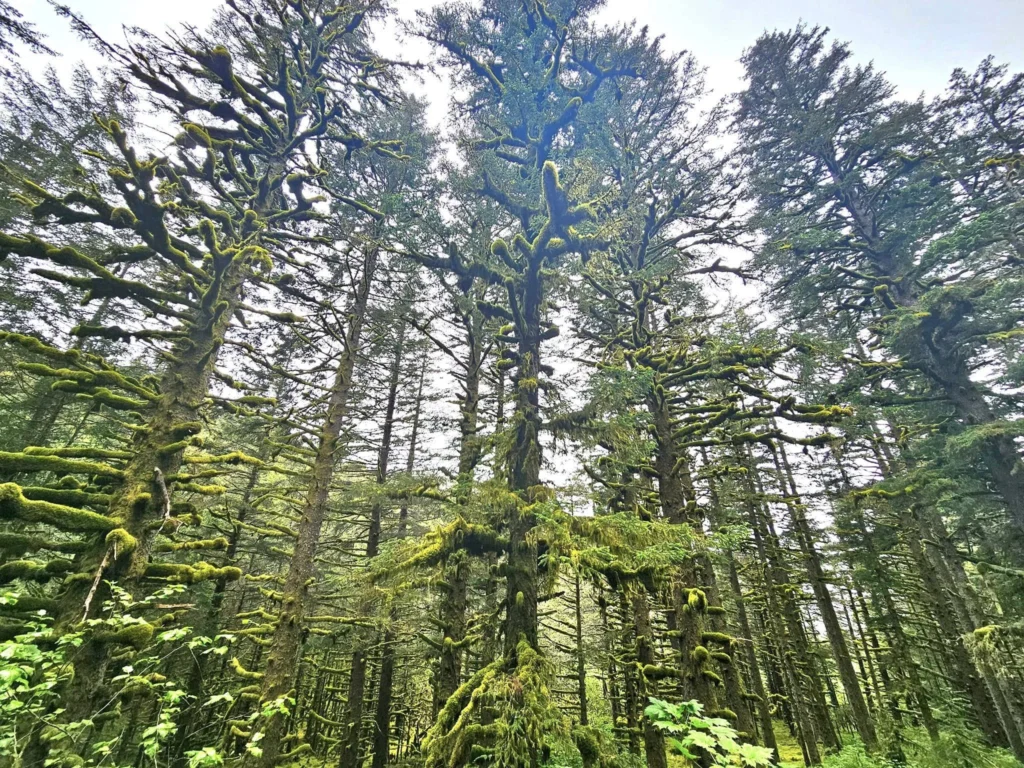 Cruising with Danny and Peter, Holland America Line, Westerdam, Kodiak, Alaska, United States | Explore Fort Abercrombie State Historical Park in Kodiak, Alaska, with views of WWII coastal defense remnants, the Observation Tower, and scenic Piedmont Point. Experience an exquisite dinner at Tamarind in the Pinnacle Grill aboard an Alaska Arctic Circle Solstice cruise, featuring Asian-inspired cuisine.