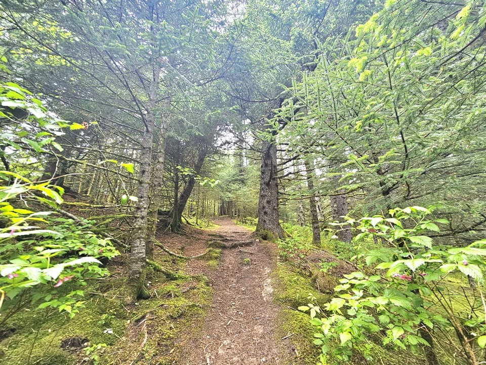 Cruising with Danny and Peter, Holland America Line, Westerdam, Kodiak, Alaska, United States | Explore Fort Abercrombie State Historical Park in Kodiak, Alaska, with views of WWII coastal defense remnants, the Observation Tower, and scenic Piedmont Point. Experience an exquisite dinner at Tamarind in the Pinnacle Grill aboard an Alaska Arctic Circle Solstice cruise, featuring Asian-inspired cuisine.