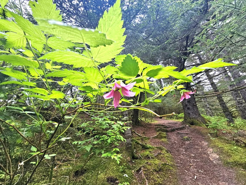 Cruising with Danny and Peter, Holland America Line, Westerdam, Kodiak, Alaska, United States | Explore Fort Abercrombie State Historical Park in Kodiak, Alaska, with views of WWII coastal defense remnants, the Observation Tower, and scenic Piedmont Point. Experience an exquisite dinner at Tamarind in the Pinnacle Grill aboard an Alaska Arctic Circle Solstice cruise, featuring Asian-inspired cuisine.