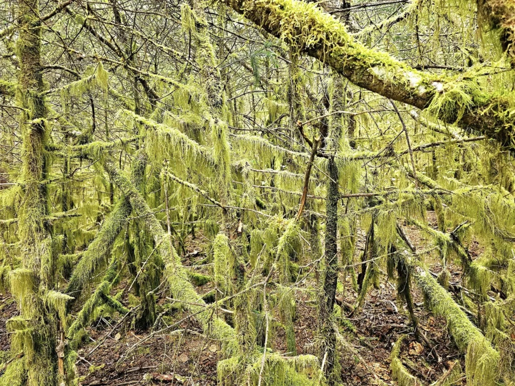 Cruising with Danny and Peter, Holland America Line, Westerdam, Kodiak, Alaska, United States | Explore Fort Abercrombie State Historical Park in Kodiak, Alaska, with views of WWII coastal defense remnants, the Observation Tower, and scenic Piedmont Point. Experience an exquisite dinner at Tamarind in the Pinnacle Grill aboard an Alaska Arctic Circle Solstice cruise, featuring Asian-inspired cuisine.