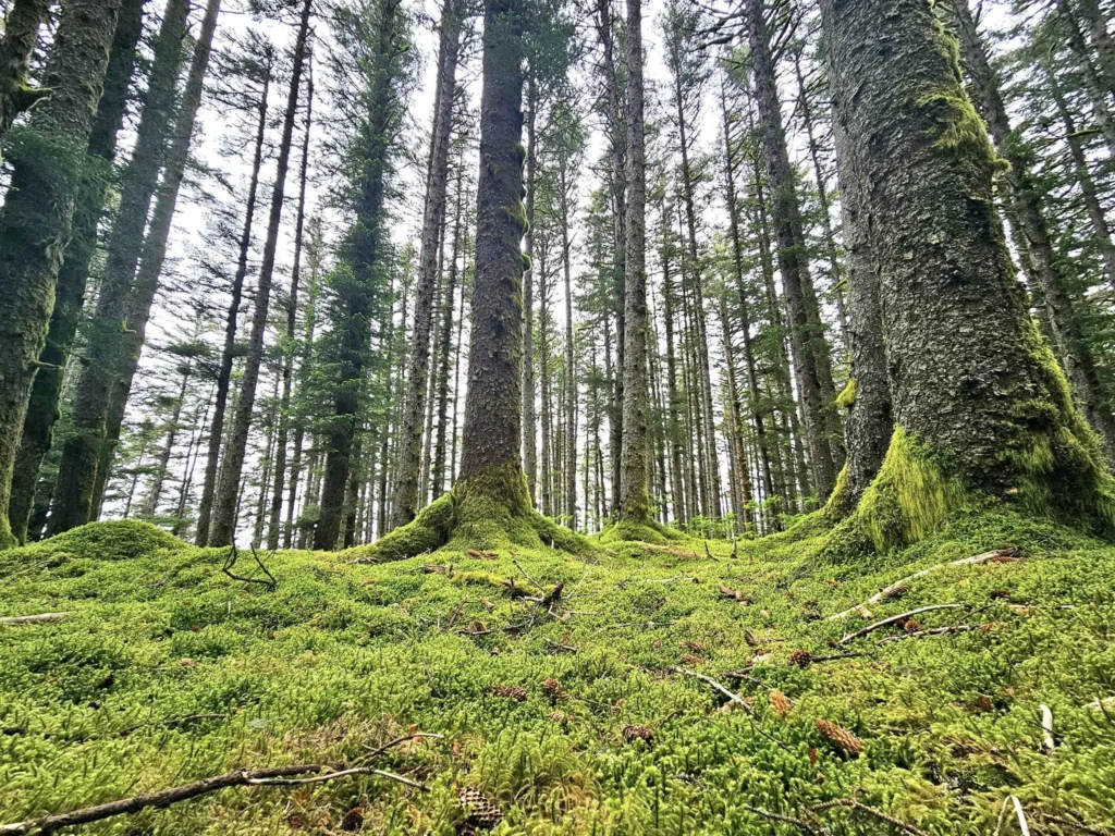 Cruising with Danny and Peter, Holland America Line, Westerdam, Kodiak, Alaska, United States | Explore Fort Abercrombie State Historical Park in Kodiak, Alaska, with views of WWII coastal defense remnants, the Observation Tower, and scenic Piedmont Point. Experience an exquisite dinner at Tamarind in the Pinnacle Grill aboard an Alaska Arctic Circle Solstice cruise, featuring Asian-inspired cuisine.