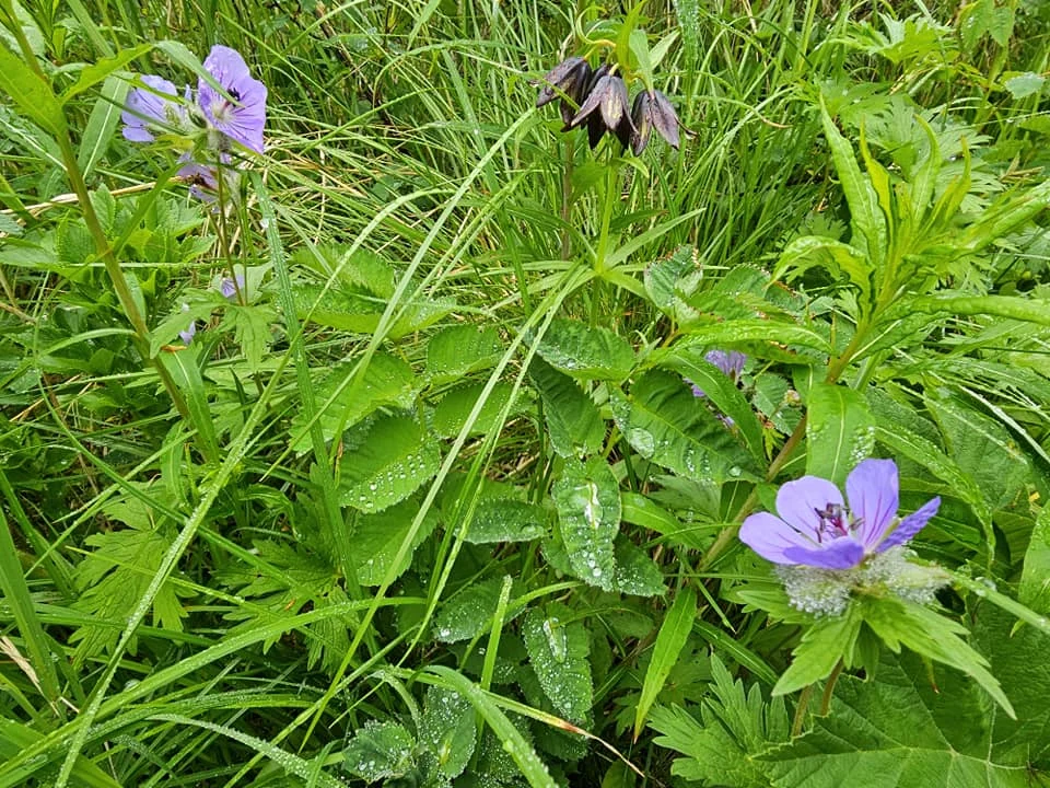 Cruising with Danny and Peter, Holland America Line, Westerdam, Kodiak, Alaska, United States | Explore Fort Abercrombie State Historical Park in Kodiak, Alaska, with views of WWII coastal defense remnants, the Observation Tower, and scenic Piedmont Point. Experience an exquisite dinner at Tamarind in the Pinnacle Grill aboard an Alaska Arctic Circle Solstice cruise, featuring Asian-inspired cuisine.