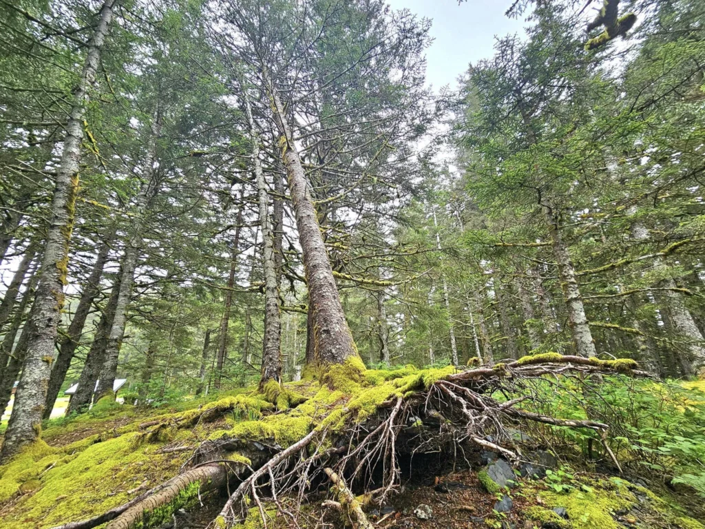 Cruising with Danny and Peter, Holland America Line, Westerdam, Kodiak, Alaska, United States | Explore Fort Abercrombie State Historical Park in Kodiak, Alaska, with views of WWII coastal defense remnants, the Observation Tower, and scenic Piedmont Point. Experience an exquisite dinner at Tamarind in the Pinnacle Grill aboard an Alaska Arctic Circle Solstice cruise, featuring Asian-inspired cuisine.