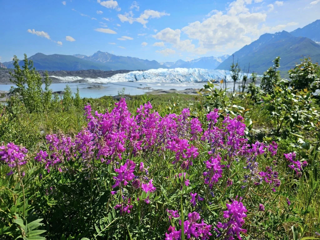 Cruising with Danny and Peter, Holland America Line, Westerdam, Anchorage, Alaska, United States | Experience the Matanuska Glacier Tour with stunning views of the glacier’s vast ice formations, an all-terrain vehicle ride, thrilling glacier hikes, and the unique refreshment of drinking crystal-clear glacial water, all complemented by stops at charming local eateries offering authentic Alaskan cuisine.