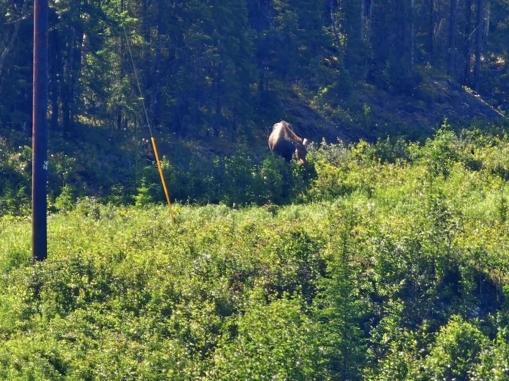 Cruising with Danny and Peter, Holland America Line, Westerdam, Anchorage, Alaska, United States | Experience the Matanuska Glacier Tour with stunning views of the glacier’s vast ice formations, an all-terrain vehicle ride, thrilling glacier hikes, and the unique refreshment of drinking crystal-clear glacial water, all complemented by stops at charming local eateries offering authentic Alaskan cuisine.